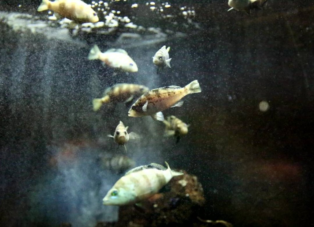 The Anonymous Shoal
