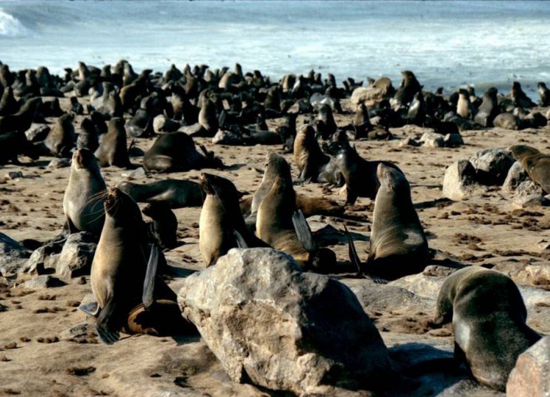 Peace with Seals
