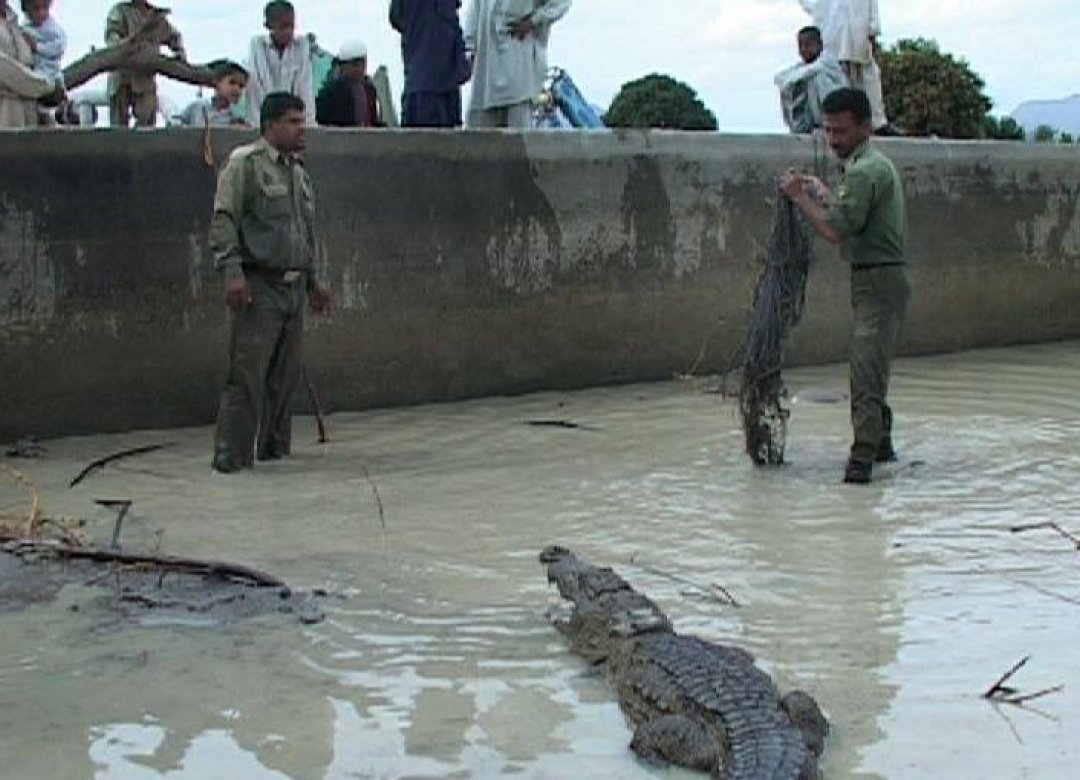 The Persian Crocodile