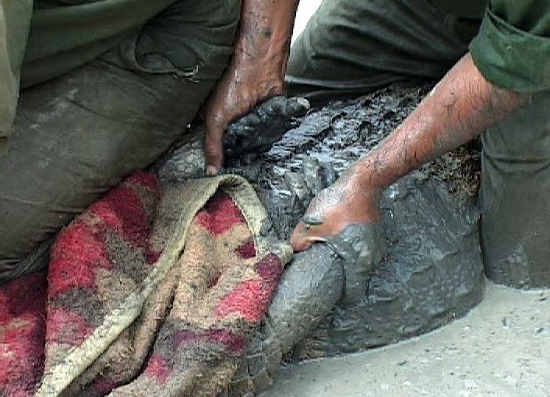The Persian Crocodile
